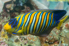 angelfish