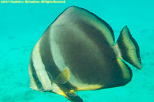 batfish