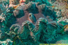 giant clam