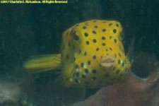 boxfish