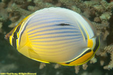 butterflyfish