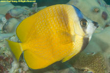 butterflyfish