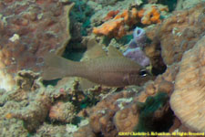 cardinalfish