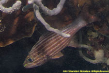 cardinalfish