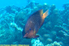 damselfish