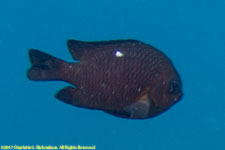 damselfish