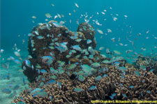 damselfish