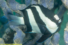 damselfish