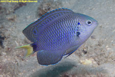 damselfish