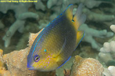 damselfish