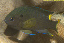 damselfish