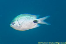 damselfish