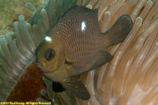 damselfish