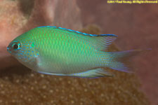 damselfish