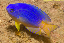 damselfish