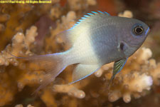 damselfish