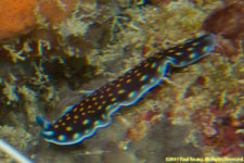 flatworm