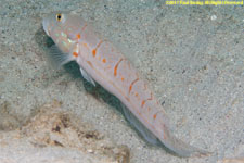 goby