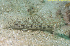 goby