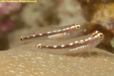 gobies