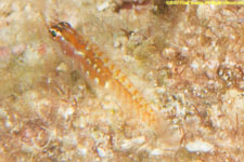 goby