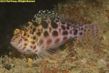 hawkfish