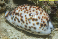 cowrie