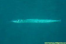 needlefish