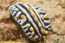 nudibranch