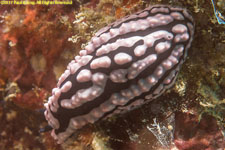 nudibranch