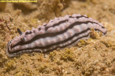 nudibranch