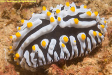 nudibranch