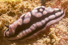 nudibranch