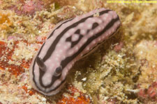 nudibranch