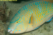 parrotfish