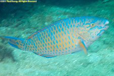 parrotfish