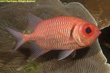 soldierfish