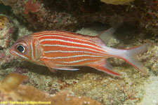 squirrelfish