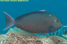 surgeonfish