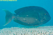 surgeonfish