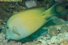 surgeonfish