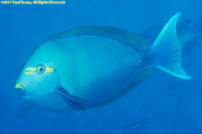 surgeonfish