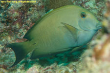 surgeonfish