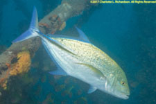 trevally