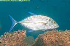 trevally