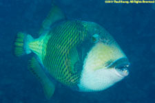 giant triggerfish