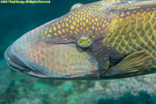 giant triggerfish closeup