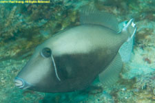 triggerfish