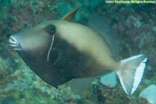 triggerfish