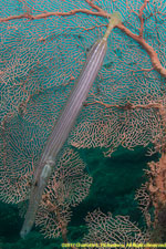 trumpetfish